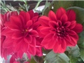 dalia