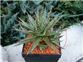 agave parviflora