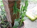 etiopske kale