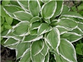 hosta1