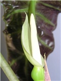 alocasia