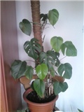 monstera