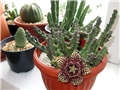 Stapelia variegata
