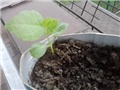 močvarni hibiskus
