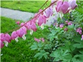 Dicentra