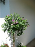 polygala