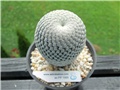 mammillaria pectinifera 