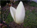 Bijala magnolija