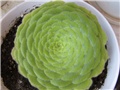 aeonium