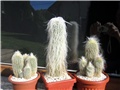 Cephalocereus senilis