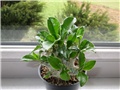 Pachypodium saundersii