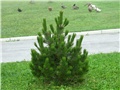 Pinus leucodermis  