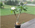 Pachypodium decaryi