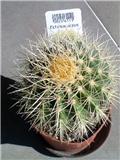 Echinocactus