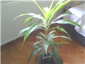 dracena deremensis