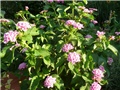 lantana