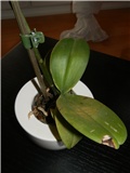 mini2-phalaenopsis