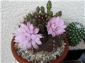 Gymnocalycium damsii 