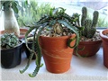 euphorbia stellata