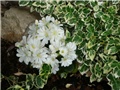 lewisia