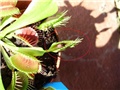 Dionaea