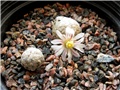 Mammillaria  sanchez-mejoradae