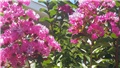 lagoerstroemia indica