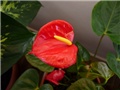 anthurium