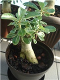 adenium 1g