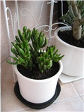 crassula