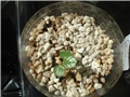 dorstenia gigas