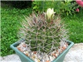 Gymnocalycium schickendantzii var. pungens