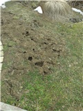 krtica ili voluharica