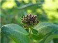 Lonicera2