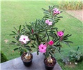 Adenium swazicum 