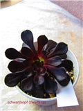 aeonium 18