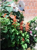 astilbe