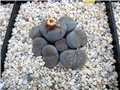 lithops - Ž. Baljkas
