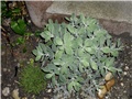 sedum spectabile