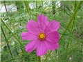 Uresnica (Cosmos)