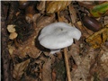 Gljiva 61738