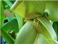 banana  - cvijet