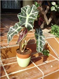 alocasia