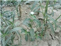 bijela gomphrena1