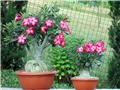 Adenium obesum