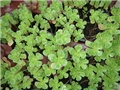 sedum
