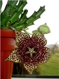 Stapelia lepida