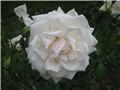Ruža bijela