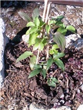 Klematis, Clematis 'Dr. Ruppel'