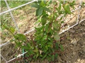 Lonicera